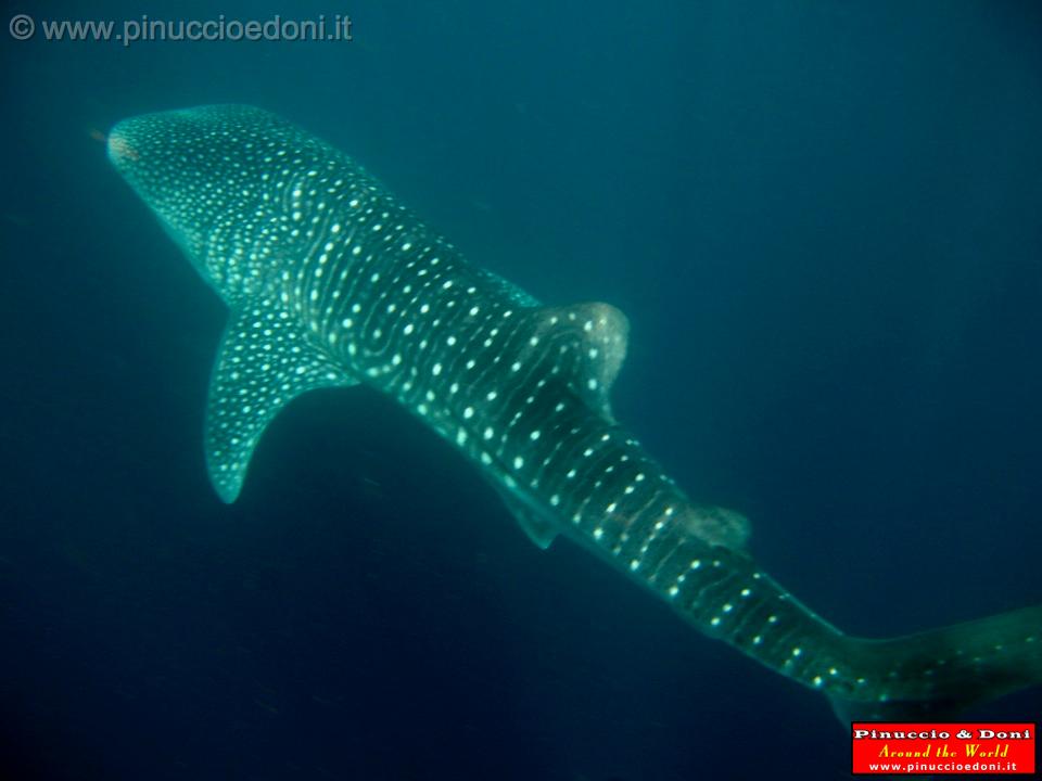 Djibouti - Whale Shark - 08.jpg